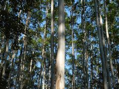 -黄埔油麻山森林公园