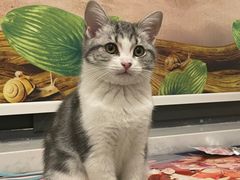 -欣宠猫屋·矮脚拿破仑·蓝金金渐层