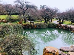-香雪海