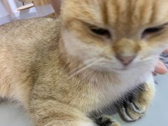 -Heymao猫咖.咖啡厅(东门店)