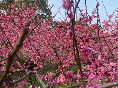 -上海海湾国家森林公园