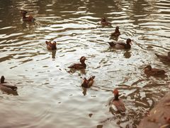 -北京动物园-畅观楼