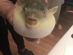 -凤齐羊肉烩面馆