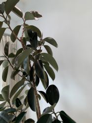 -HEYAN长风荷妍专业脱毛美肤
