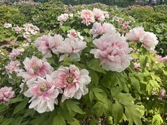 -曹州百花园