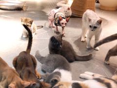-喵店&猫咖