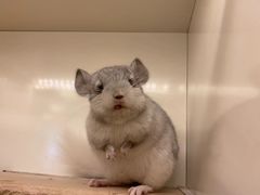 -龙猫仔乐园(惠福东路店)