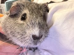 -乖乖宠物医院·猫科·骨科·24小时(云岗分院)