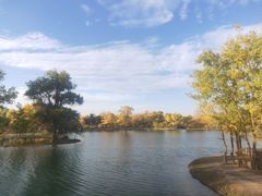 -金塔沙漠胡杨林景区
