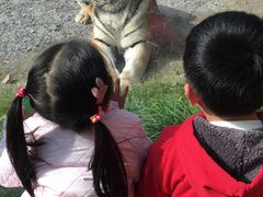 -上海野生动物园老虎餐厅