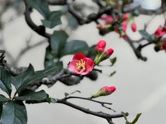 -成都杜甫草堂博物馆