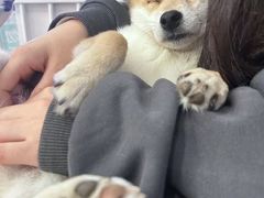 -柴犬小屋·柴餐厅·狗咖食堂(金鼎广场店)