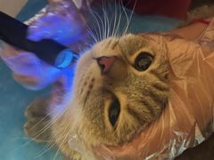 -瑞派·关忠动物医院·猫专科·犬专科(三环新城店)