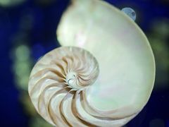 -青岛贝壳博物馆