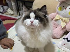 -爱洗澡的猫(望京店)