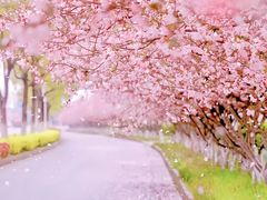 -高东镇樱花园