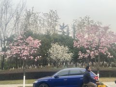 -神仙树公园
