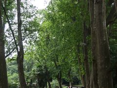 -武汉大学-樱园