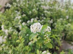 -循礼门鲜花花市(武汉循礼门店)