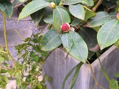 -田园印象·成都土菜院子(华阳店)