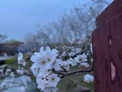 -顾村公园