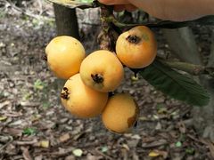 -塘栖枇杷特色园区