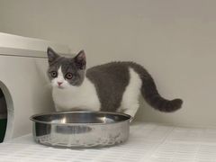 -lincat·猫舍(广州店)