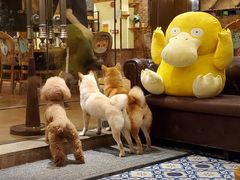 -more than meow吴止猫主题餐厅(承德 中船汇店)