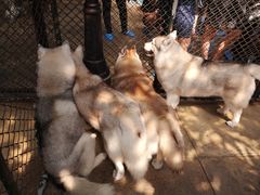 -TrueLove @ Neverland (Husky Cafe)