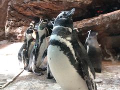 -帝企鹅自助餐厅•儿童岛•真企鹅(长隆企鹅酒店)