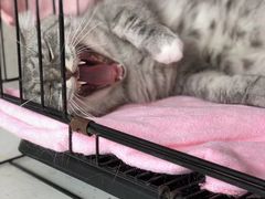 -瑞鹏宠物医院·骨科·猫科·内科(第一中心)