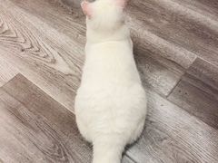 -BABIT巴比特宠物(MOMOPARK店)