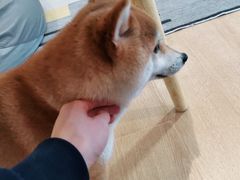 -南京Hallo宠物乐园·哈罗犬舍·柴犬繁育基地