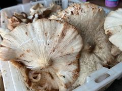 -杨记山珍鸡煲菌汤锅