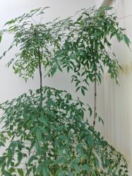 -HEYAN荷妍专业脱毛连锁机构