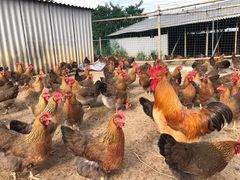 -麦园农庄·西江河鲜