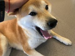 -喜柴咖啡·柴犬狗咖