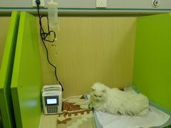 -美联众合动物医院·24h转诊中心