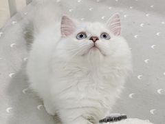 -十年猫舍·猫咪专门店(普陀店)