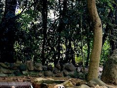 -上海野生动物园