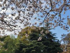 -上海滨江森林公园