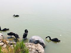 -天津东丽湖风景区