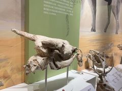 -国家自然博物馆