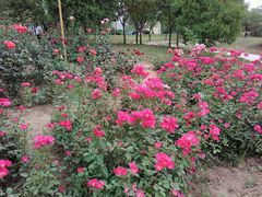 -咸阳湖景区-古渡公园