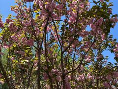 -长白岛森林公园