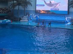 -海合安成都极地海洋公园
