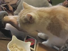 -猫猫幼稚园·撸猫·桌游·电玩