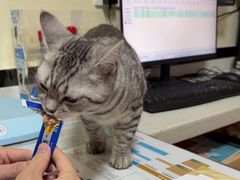 -千城康桥宠物医院·猫科·骨科·心脏