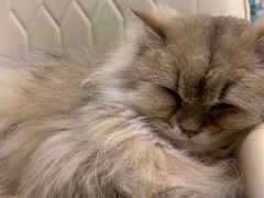 -安格丽娜·狗咖·猫咖羊驼咖(春熙路百盛商场店)