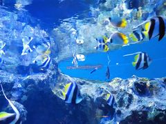 -海合安成都极地海洋公园